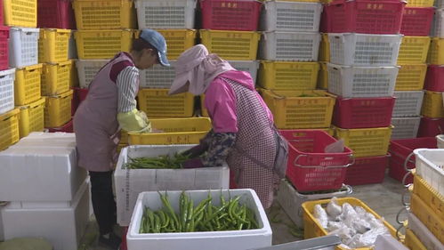 賀蘭食用農(nóng)產(chǎn)品持“身份證”上崗 新鮮水果零售進(jìn)入可追溯時(shí)代